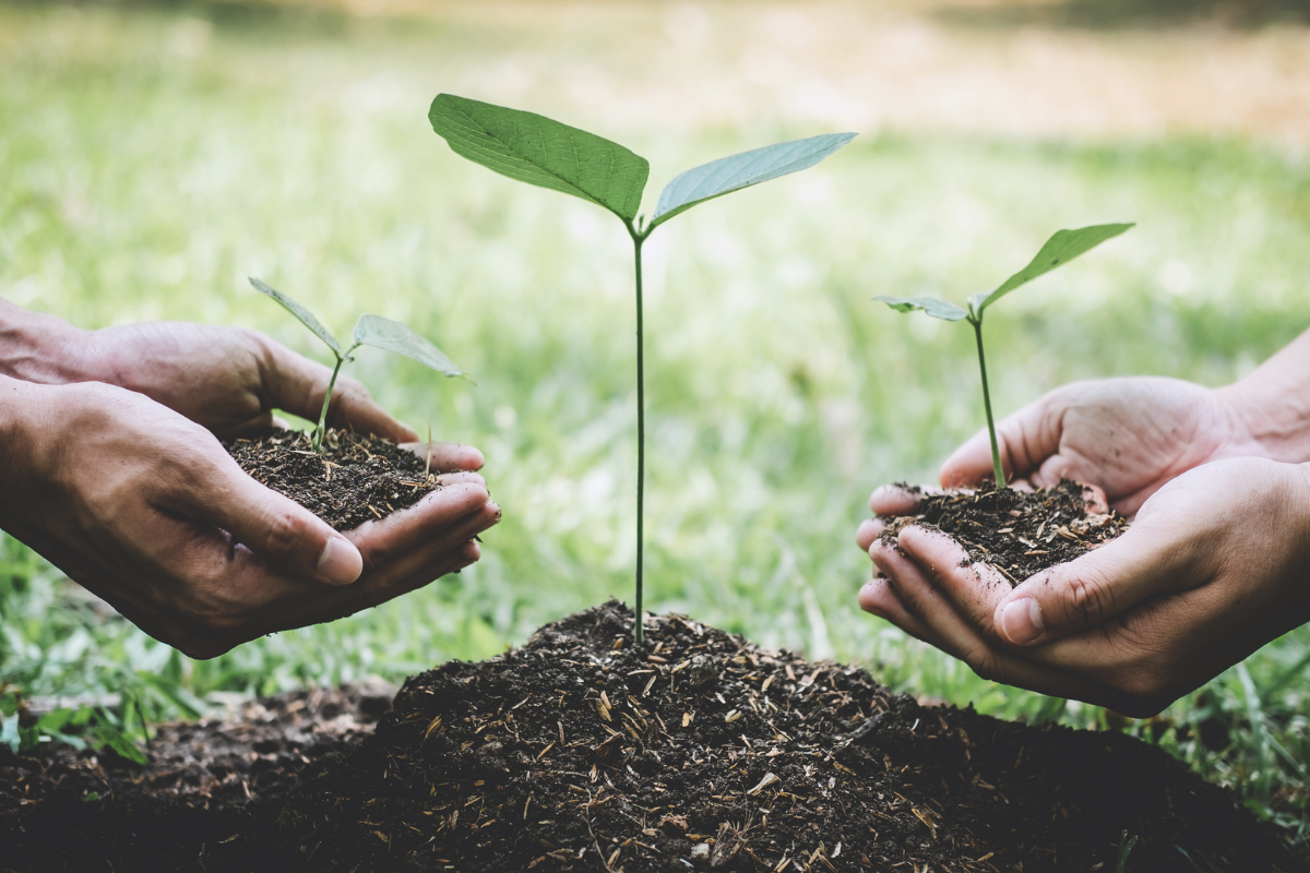 Nachhaltigkeit in der Schule: Hände pflanzen Bäume in den Boden
