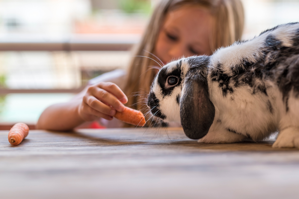 Haustiere für Kinder_Mädchen füttert Hase mit Karotte