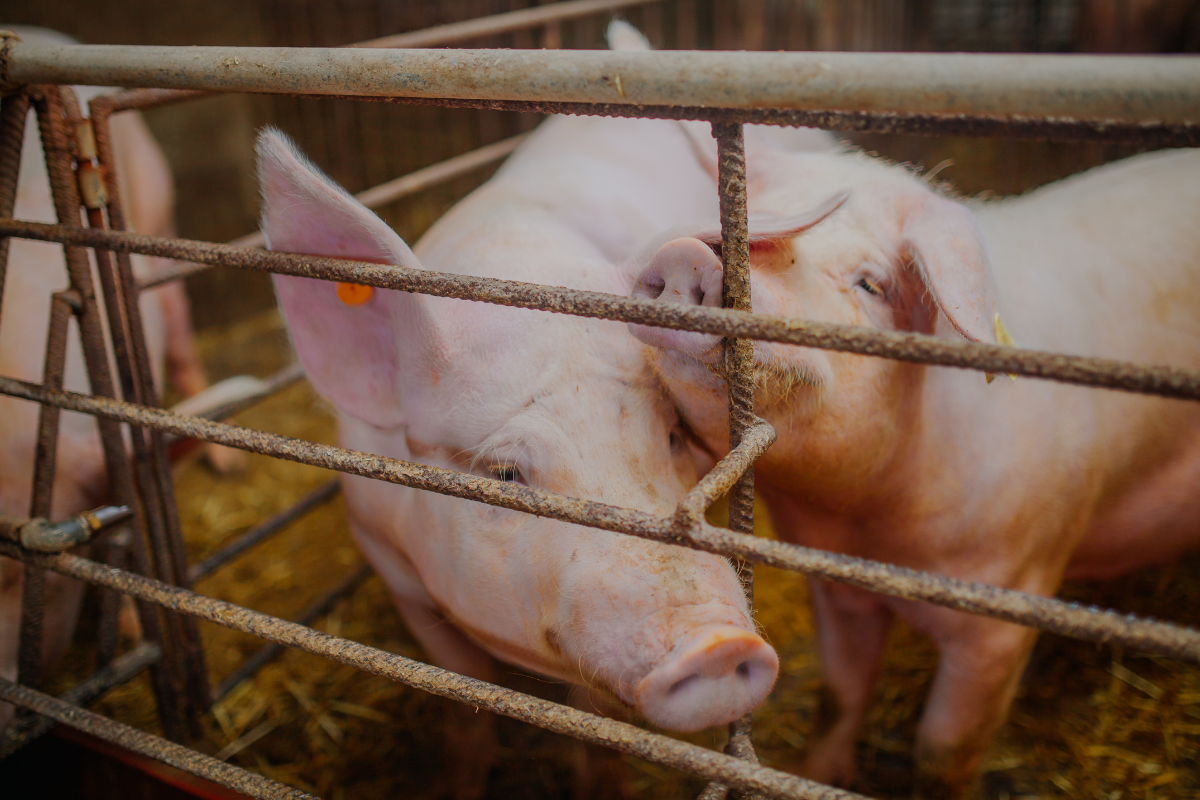 Weltvegetariertag - Schweine im Stall