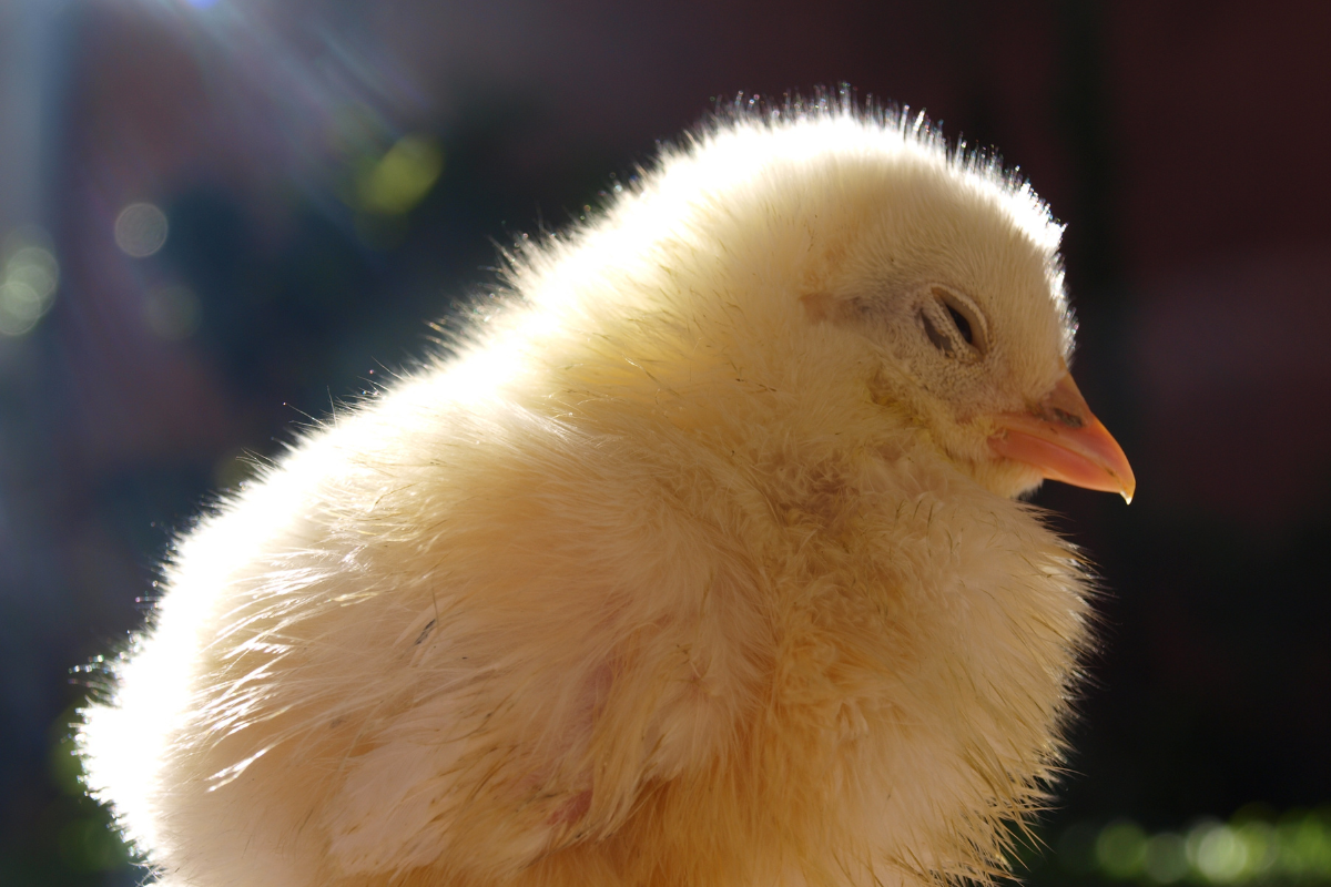 Vegane Ernährung_Flauschiges Küken im Sonnenlicht