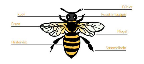 Bienen in der Grundschule Nützliches Wissen
